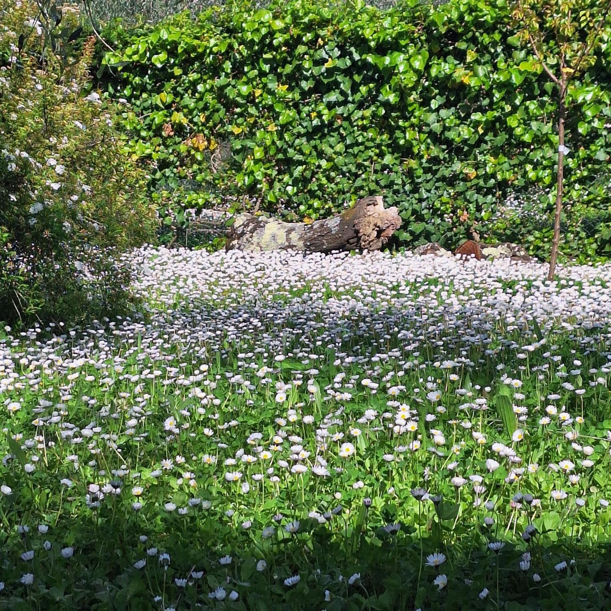 Dimora Nel Chianti Guest House San Sano Exterior photo